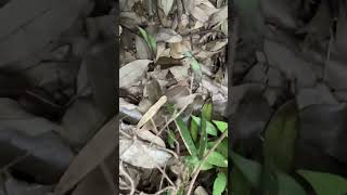 夏ったらこれよ#ダンゴムシ