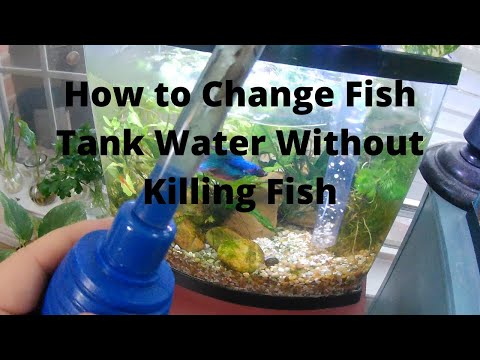 How to Change Fish Tank Water Without Killing Fish