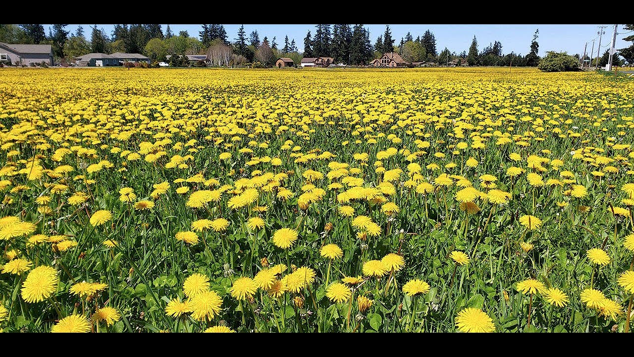 Children s Story Who Likes Dandelions Matthew 13 24 43 YouTube
