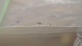 You Ask. We Investigate: Bed bugs invading apartments