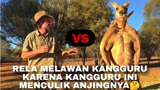 Pertarungan Epik Manusia vs Kangguru  Siapa Menang Manusia vs Kangguru #viral #kangaroo #viralvideo