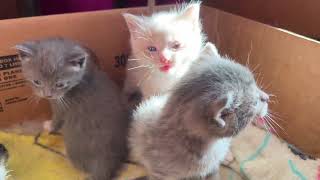 Cute Baby Kittens (in a box)