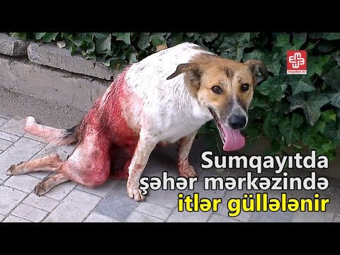 Video: Montbretia itlər üçün zəhərlidirmi?