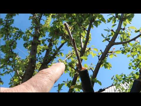 How to Properly Graft Cherry Trees (Results)
