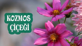 Kozmos (Cosmos) Çiçeği Hakkında Bilgi; Kozmos Çiçeğinin Özellikleri, Yetişmesi, Türleri ve Kullanımı
