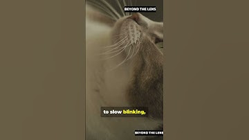 👉 Do Cats Really Apologize? 9 Ways Your Cat Says “Sorry”