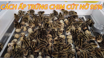 Kỹ Thuật Ấp Trứng Chim Cút Cách Ấp Trứng Cút Tại Nhà Nở 95%