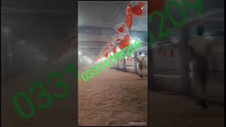 High pressure mist fog system for poultry farm control shed