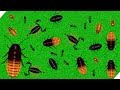 Жуки напали на ГОРОД - Bugs!