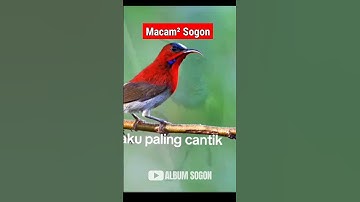 MACAM-MACAM BURUNG SOGON‼️ #sogonngobra