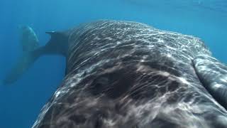 Humpback Whale Gallery | Aquatic Adventures