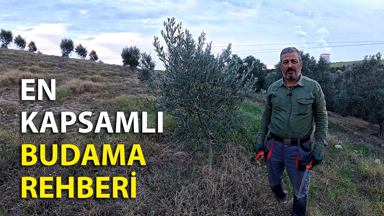 Вся информация об обрезке оливковых деревьев: зачем и как их обрезать, обрезка с одним стволом, ф...