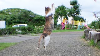 飛んでるトンボを捕まえる猫