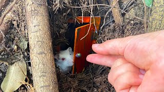 Kitten Rescues Baby Hamsters And Design A House With Bedroom, Kitchen, And Bathroom - Animals Design