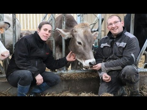 Au Gaec Beausapin (50) c'est moitié Brune, moitié Holstein