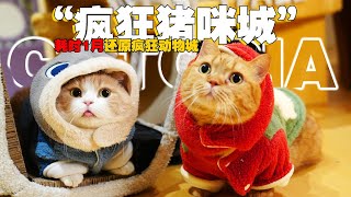 【喵来啦】去完上迪我花1个月给猫造了个疯狂动物城