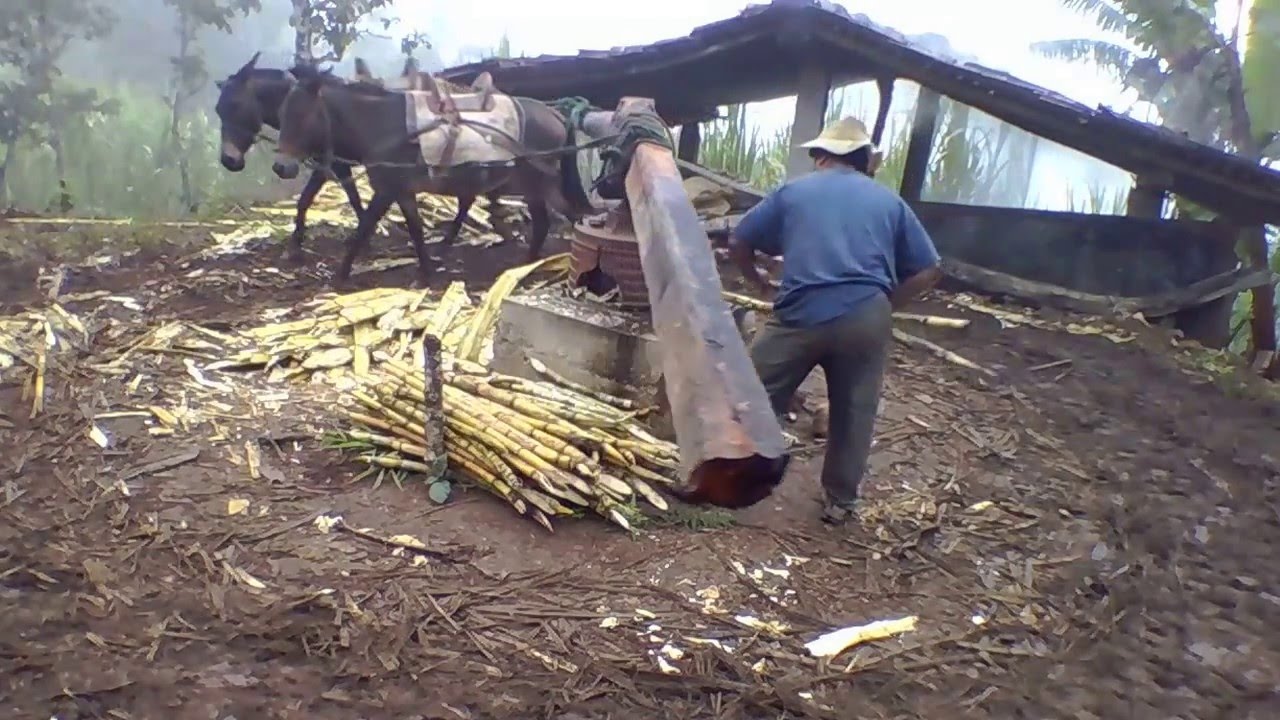 Un Dia De Molienda En El Oro Como Se Fabrica La Panela