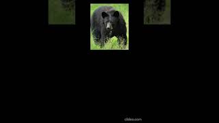 Animals and their unnatural habitat variants (part 1) #unnaturalhabitat #animals