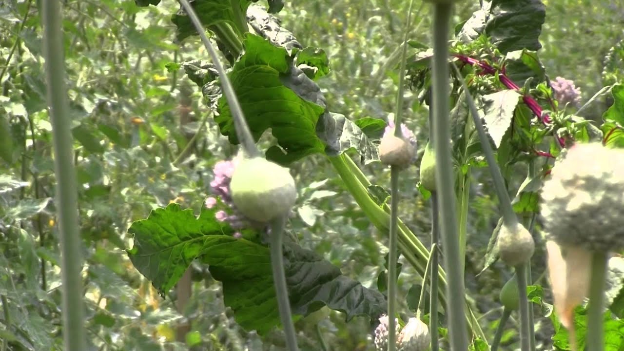 Mills River Gardens & Greenhouses Part 1