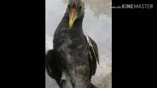 Tiếng cúm núm(ga đồng) ăn chim nhất