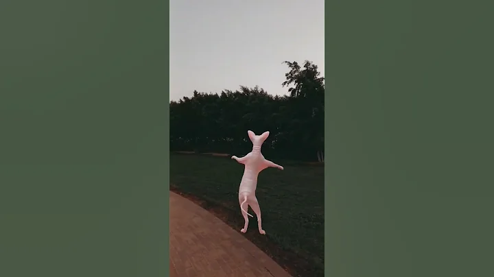 Video 10858491: sphynx cat explore, funny sphynx cat, nice lovely cute cats, cat dance funny love, beautiful cat dance funny