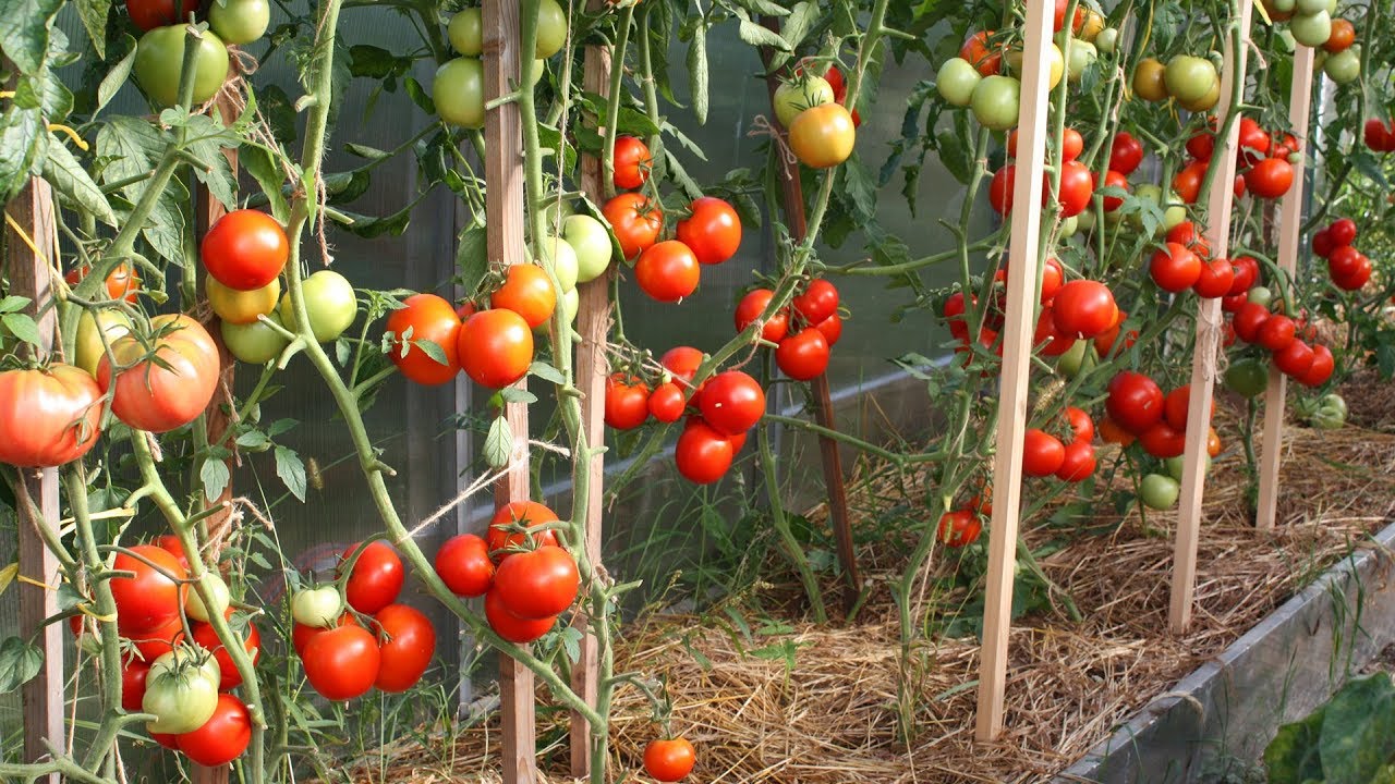 Томаты 2019   эти семена не подведут  Переопыляются ли томаты