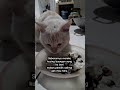 Kucing terlantar #kucing #cat #sorotan #kitten #song