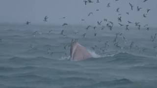 Bryde&#39;s Whales in the Rain @Inner Gulf of Thailand