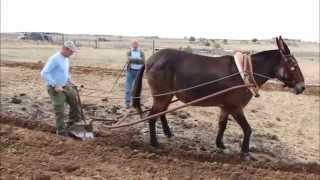 Arando en los Pedroches