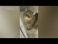 Мотя ТВ представляет🐈#кот поющий🐈 Концерт по заявкам (Katya Ru)