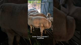 Dumba Palan| Dumba Breeding Setup| Fat tale Sheep| Sheep Farming in Mumbai📲9172237866