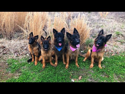 The Dog Daddy Walks Pack Of Dogs OFF LEASH.