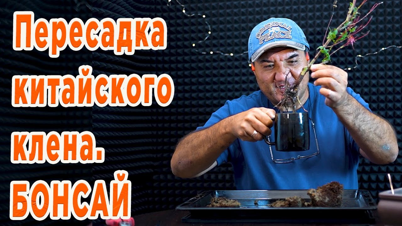 Распаковка и пересадка Японского клена. Бонсай.