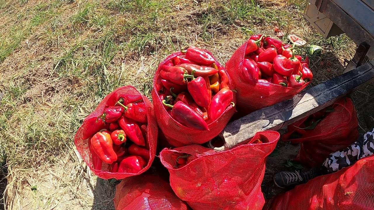 Salçalık (KAPYA) Biber Hasadı Başladı(Bulgar Kapriyosu) [GoPro]