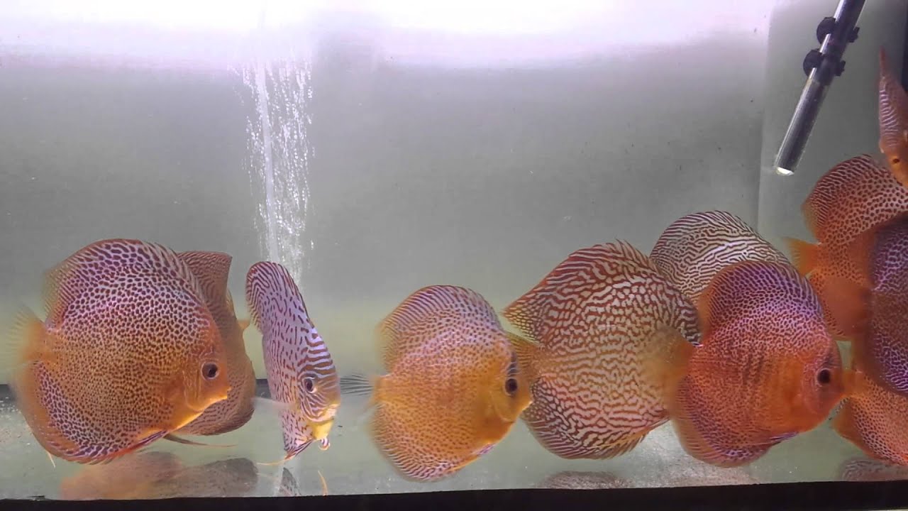 Discus Leopard Snake Skin Leopard e Snake Skin Red - YouTube