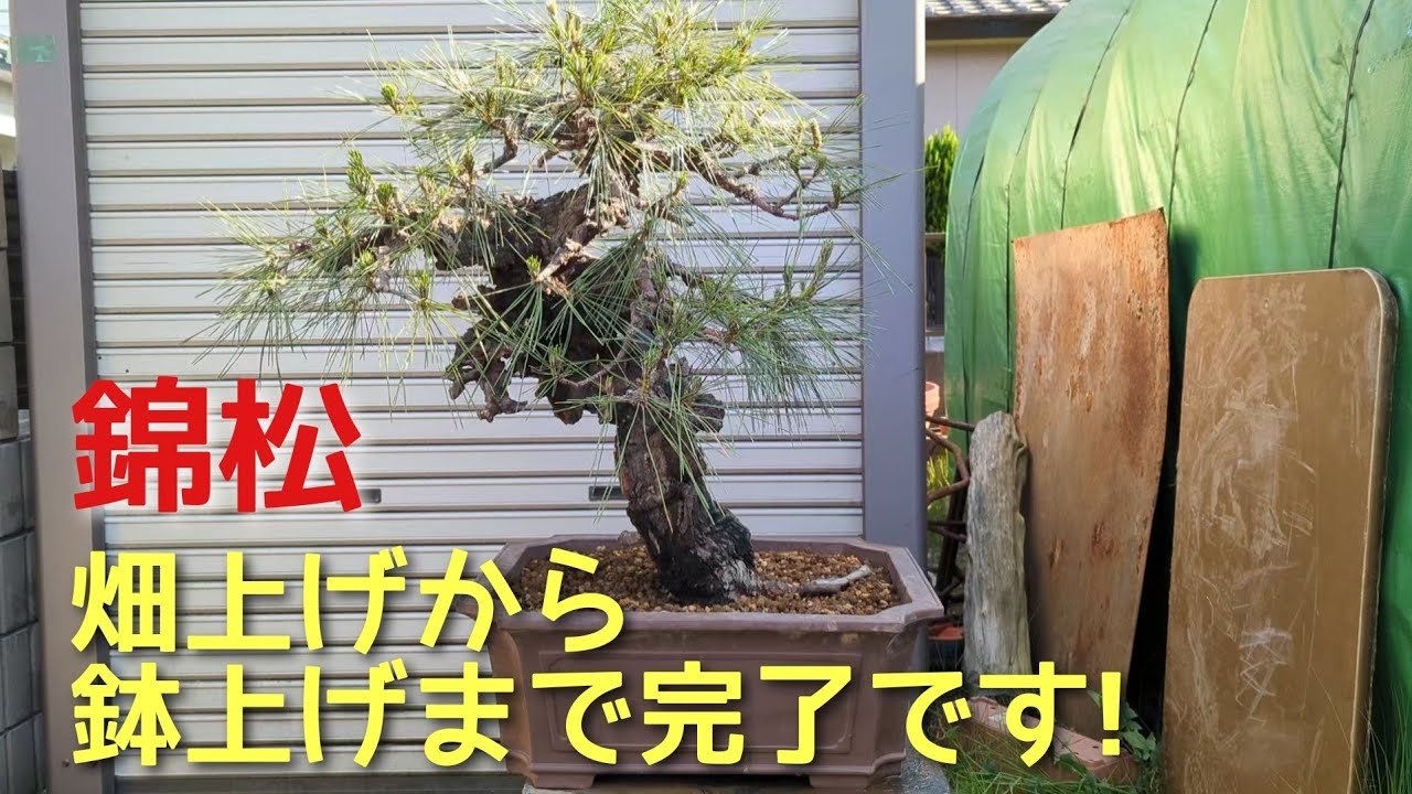 錦松 畑上げから鉢上げまで完了です！ - YouTube