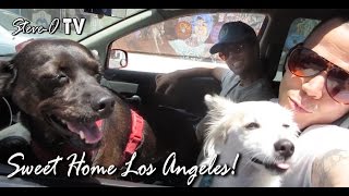 Sweet Home Los Angeles! - Steve-O