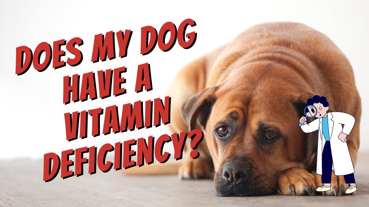 Tissue Mineral Analysis: Find out if your dog has a nutritional deficiency