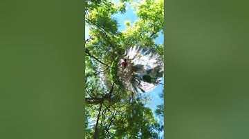 Insta360 One X2 Drone like shot/Tiny Planet