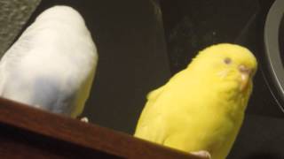 Content Birdiez