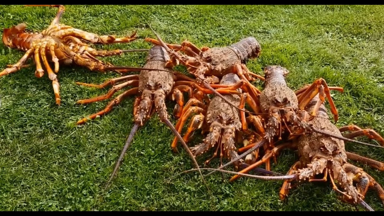 채텀(Chatham Islands) 아일랜드 다이빙 Trip - 정글의 법칙 흔적 찾기