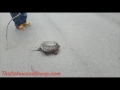 Motorist nearly snapped by snapping turtle on Lakewood road