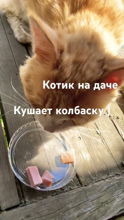 Котик на даче ) котики#дача#колбаска# - YouTube
