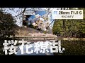 【20mm F1.8 G SONY】桜花繚乱だった件