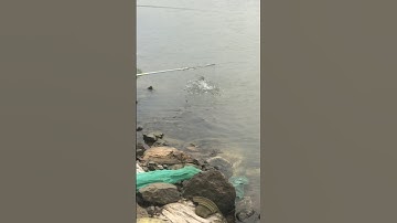 Cách dòng cá chép vào bờ cho đệ tử dùng vợt vớt cá của cao cần thủ tiền bối sông đà #shorts