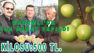 ERDEMLİ'DE İLK ERİK HASATI YAPILDI. KİLOSU 500 TL. DEN SATILDI