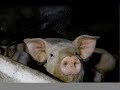 Выращивание свиней в домашних условиях / Как заработать на содержании свиней