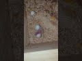 Baby Sun conure first hours #baby #babyanimals #cuteanimals #adorable #parrots #pets #petbird #sweet