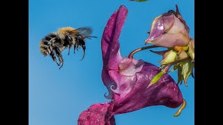 Grow native or non-native plants in your garden?