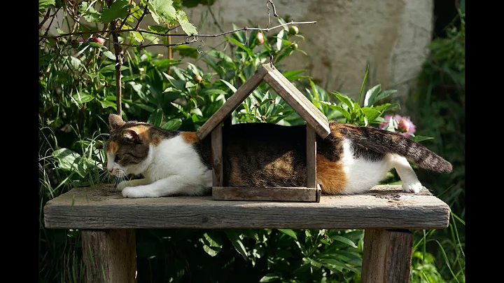 Video 3544541: cat dog funny compilation, funniest animals compilation funny, laugh funny compilation, funniest cutest compilation, enjoy funniest compilation